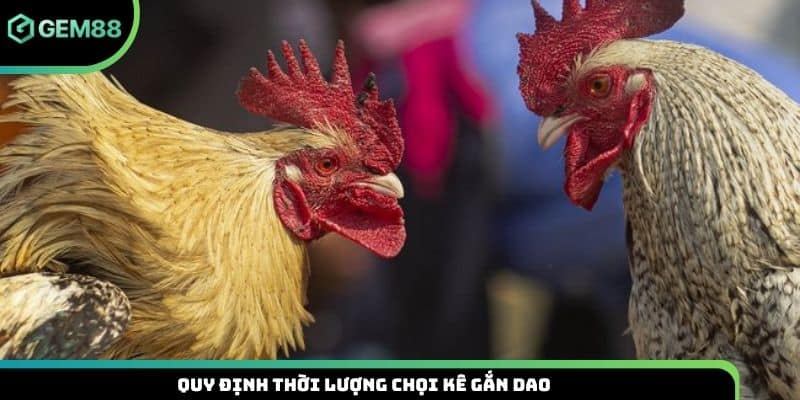 Quy định thời lượng chọi kê gắn dao