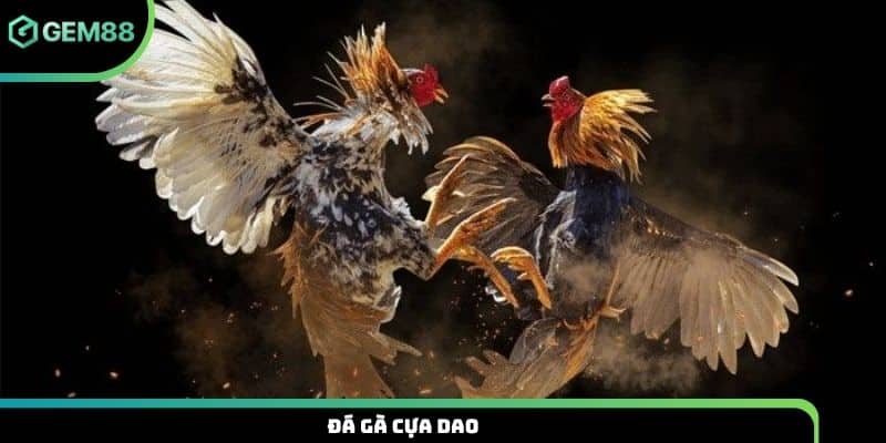 Đá gà cựa dao