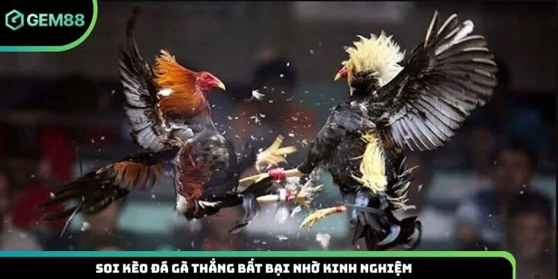 Soi kèo đá gà thắng bất bại nhờ kinh nghiệm
