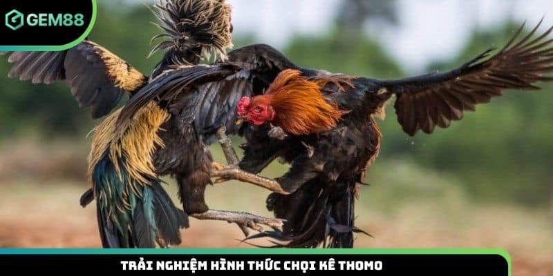 Trải nghiệm hình thức chọi kê Thomo