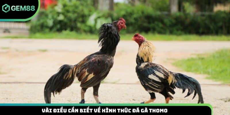 Vài điều cần biết về hình thức đá gà Thomo
