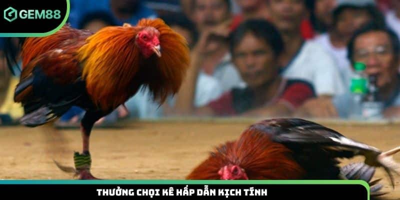 Thưởng chọi kê hấp dẫn kịch tính