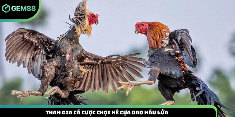 Tham gia cá cược chọi kê cựa dao máu lửa