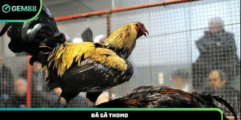 Đá gà Thomo